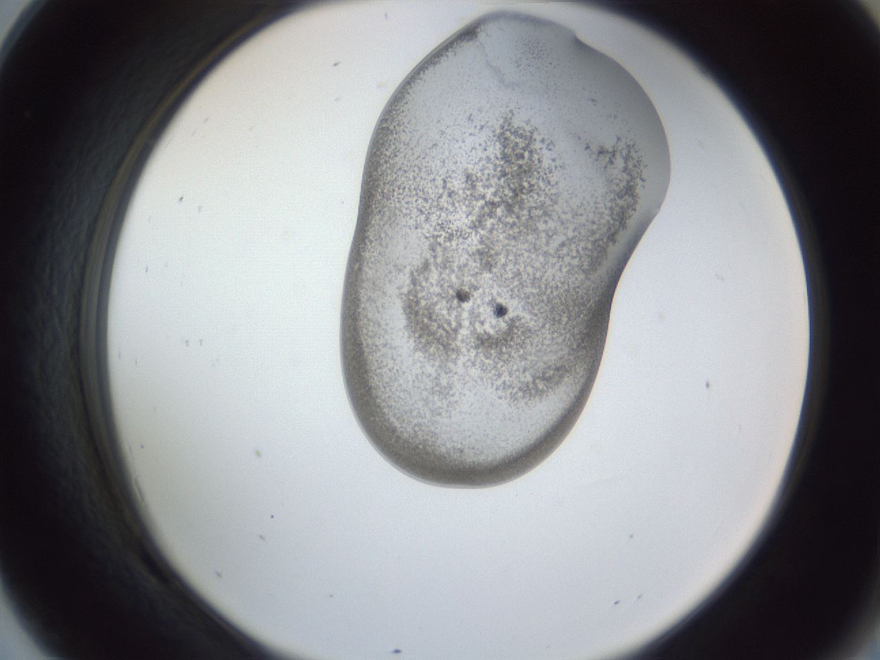 folderID164_plateID1164_batchID3211_wellNum69_profileID1_d2_r63912_ef.jpg