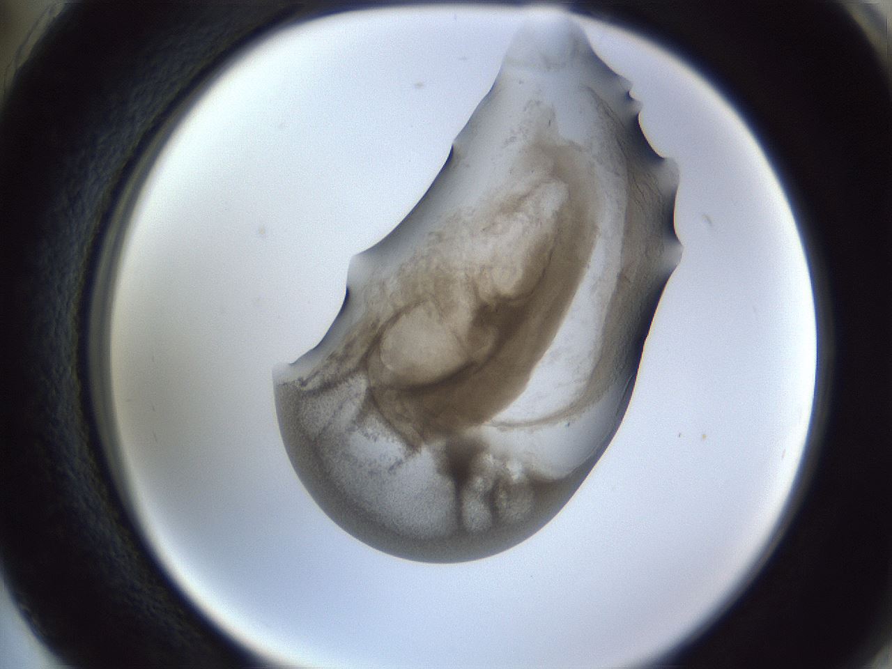 folderID164_plateID1164_batchID3211_wellNum74_profileID1_d2_r63922_ef.jpg