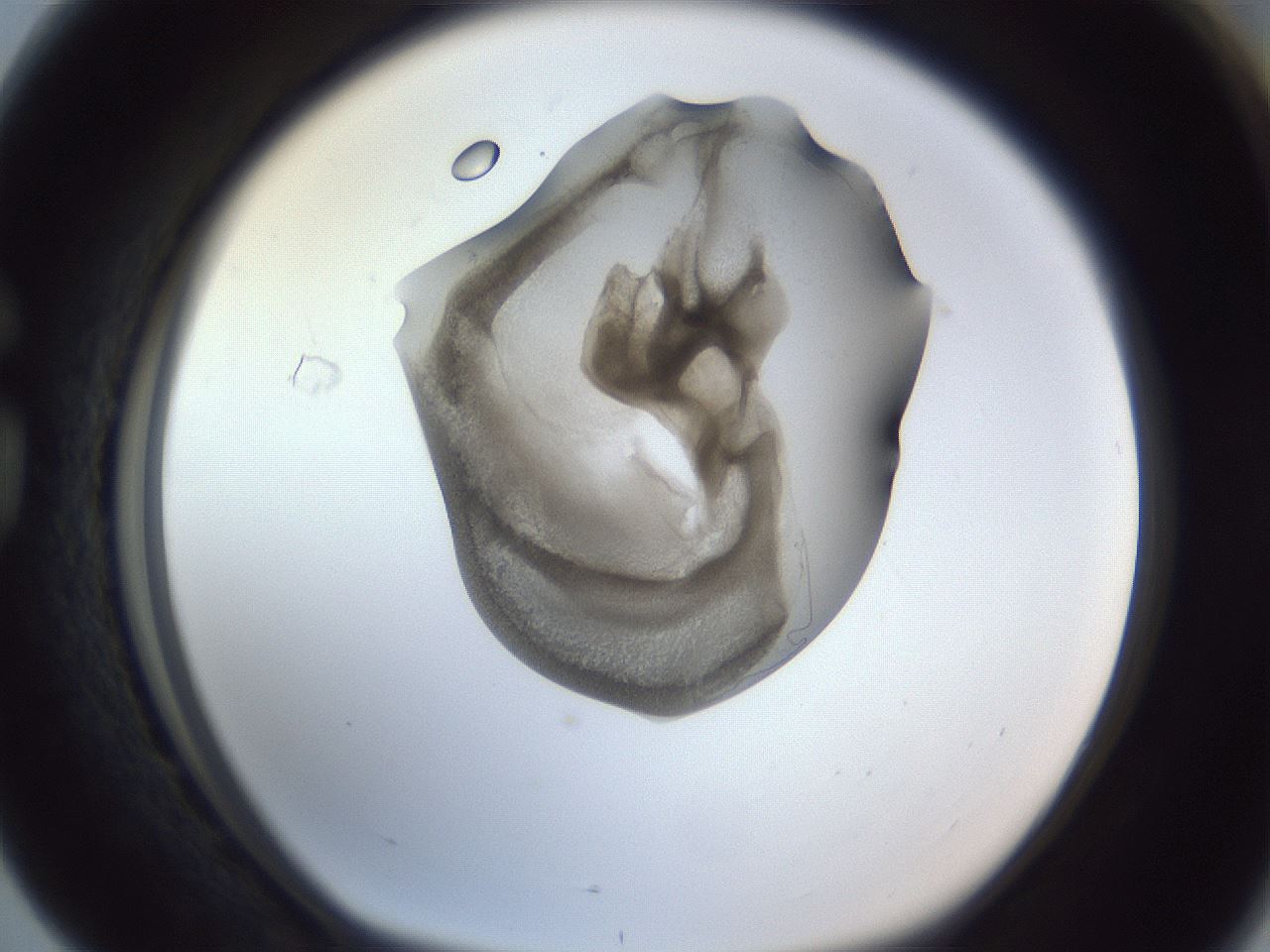 folderID164_plateID1164_batchID3211_wellNum76_profileID1_d1_r63925_ef.jpg