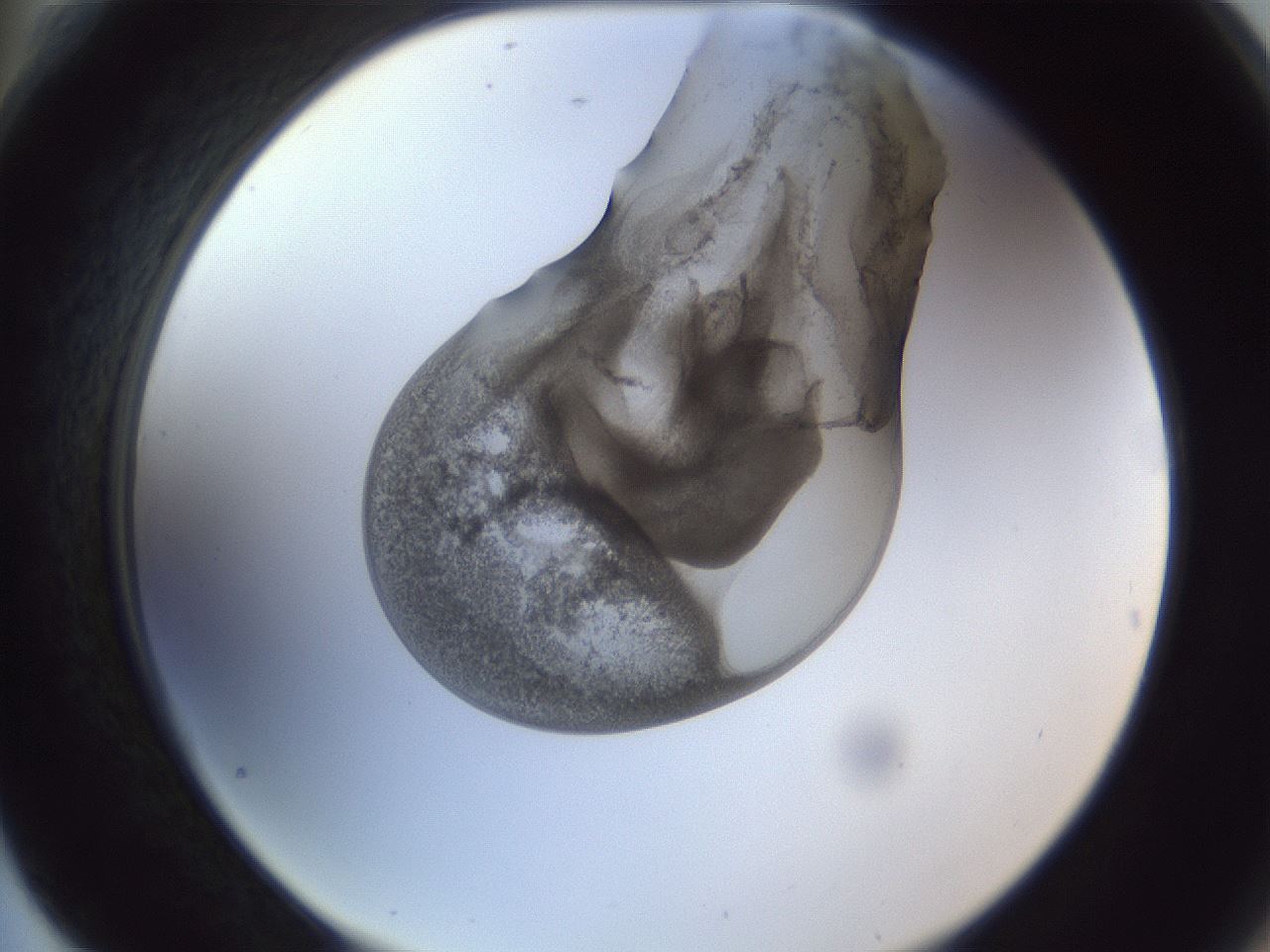 folderID164_plateID1164_batchID3211_wellNum76_profileID1_d2_r63926_ef.jpg
