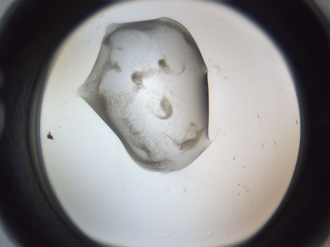 folderID164_plateID1164_batchID3211_wellNum80_profileID1_d1_r63933_ef.jpg