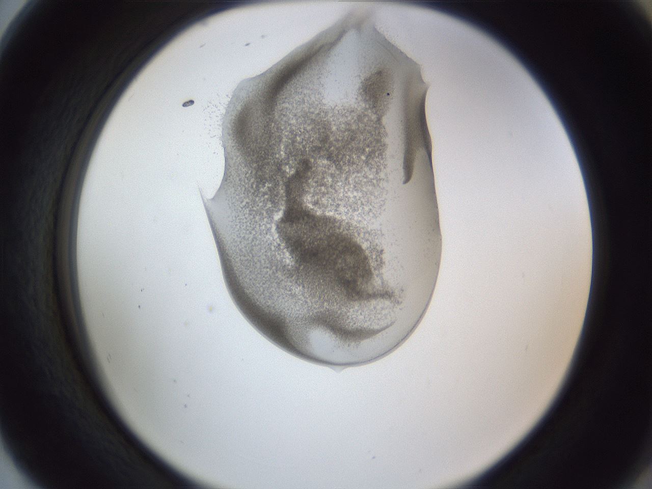 folderID164_plateID1164_batchID3211_wellNum80_profileID1_d2_r63934_ef.jpg
