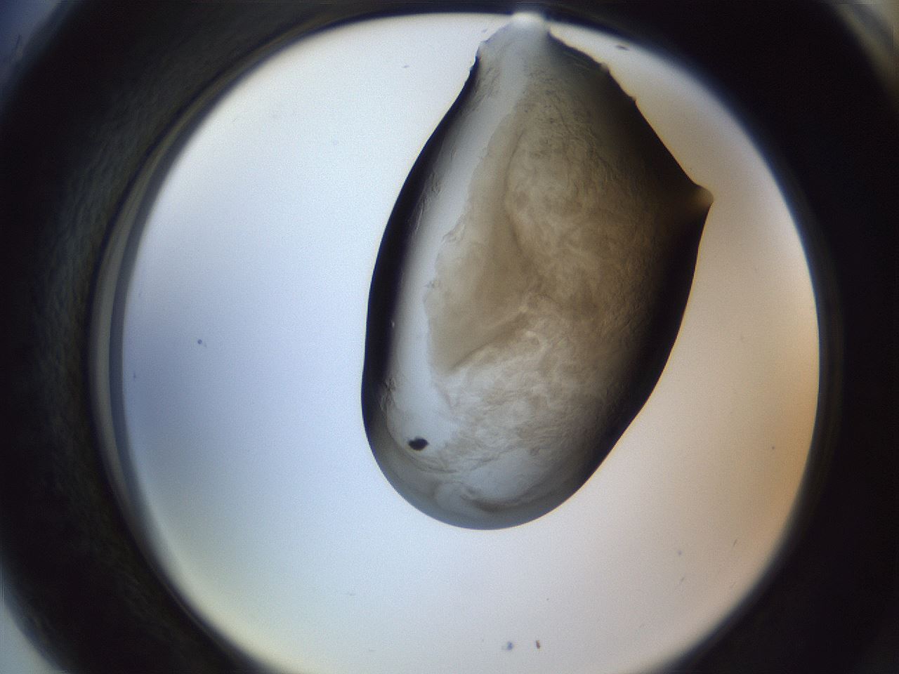 folderID164_plateID1164_batchID3211_wellNum89_profileID1_d2_r63952_ef.jpg