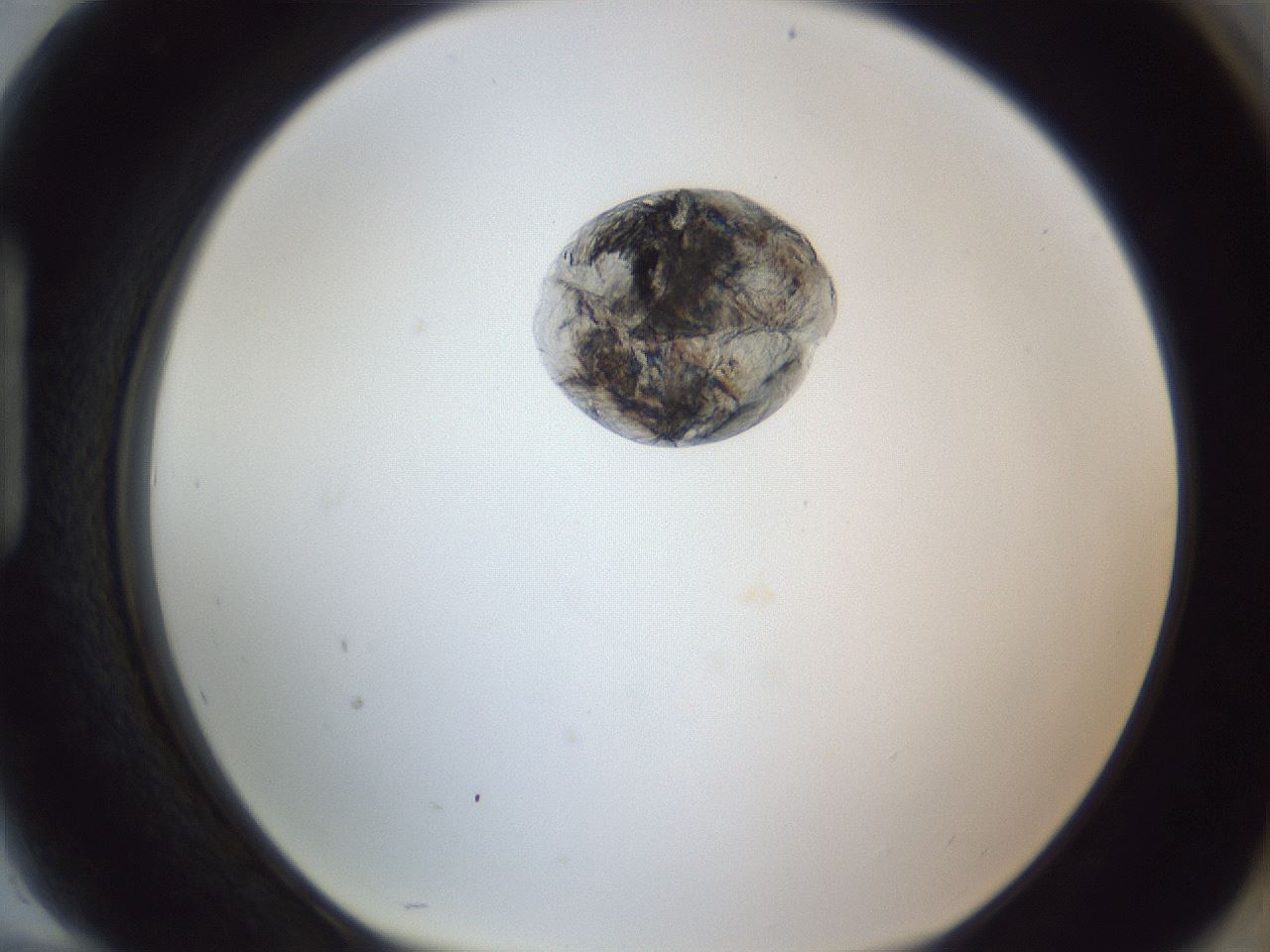 folderID164_plateID1164_batchID3211_wellNum94_profileID1_d1_r63961_ef.jpg