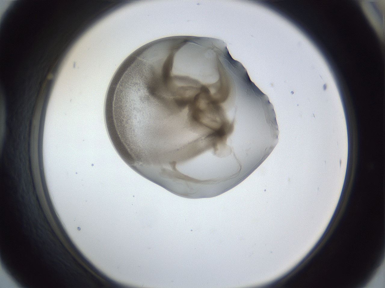 folderID163_plateID1163_batchID3206_wellNum42_profileID1_d1_r62705_ef.jpg