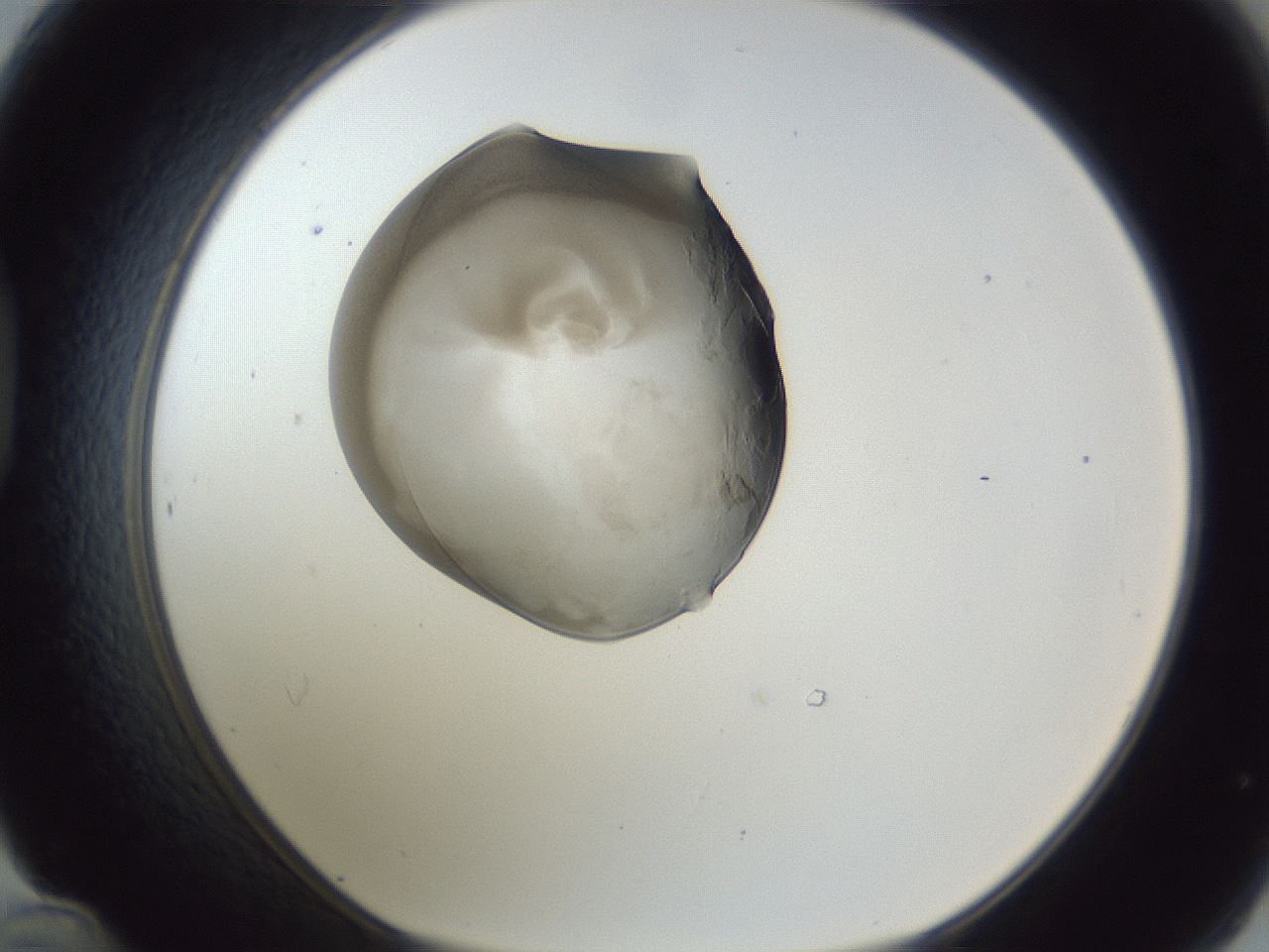 folderID163_plateID1163_batchID3206_wellNum48_profileID1_d1_r62717_ef.jpg