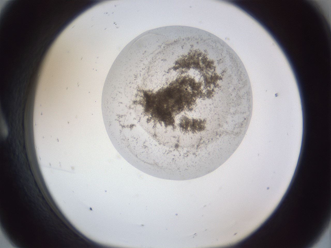 folderID163_plateID1163_batchID3206_wellNum8_profileID1_d1_r62637_ef.jpg