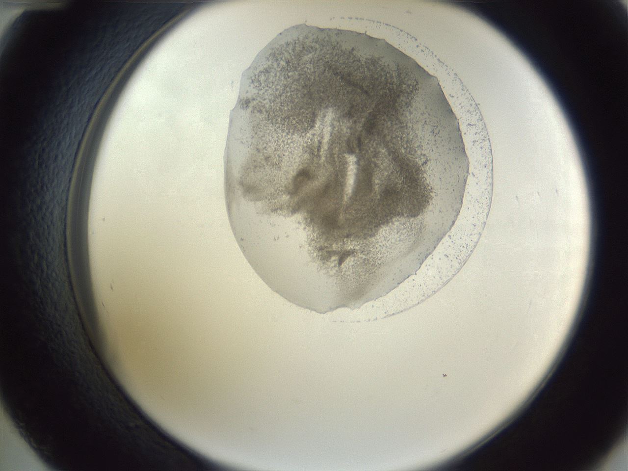 folderID164_plateID1164_batchID3211_wellNum48_profileID1_d2_r63870_ef.jpg