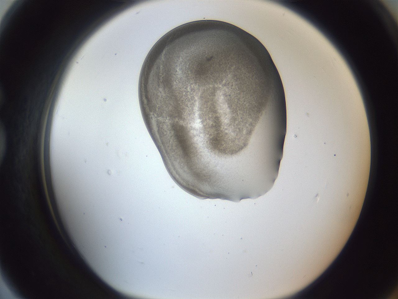 folderID164_plateID1164_batchID3211_wellNum79_profileID1_d1_r63931_ef.jpg