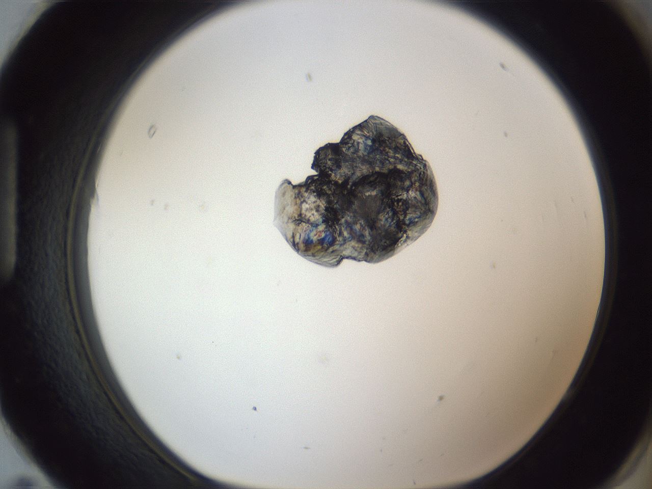 folderID164_plateID1164_batchID3211_wellNum95_profileID1_d1_r63963_ef.jpg