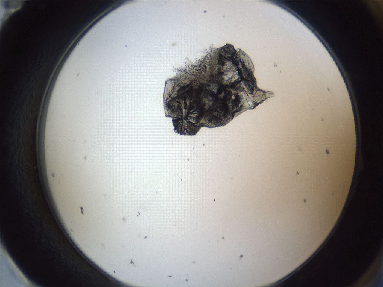 folderID164_plateID1164_batchID3211_wellNum95_profileID1_d2_r63964_ef.jpg