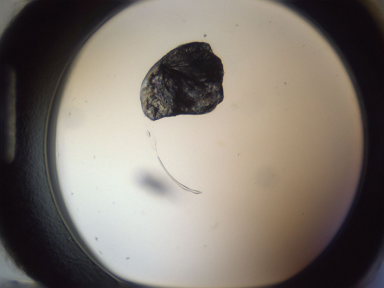 folderID164_plateID1164_batchID3211_wellNum96_profileID1_d1_r63965_ef.jpg