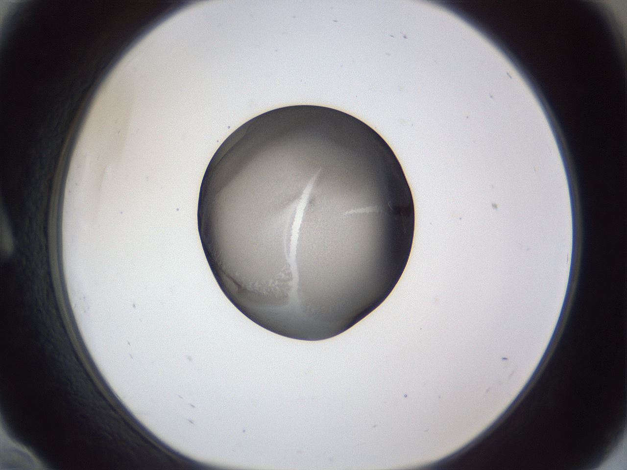 folderID165_plateID1165_batchID3067_wellNum10_profileID1_d1_r61105_ef.jpg