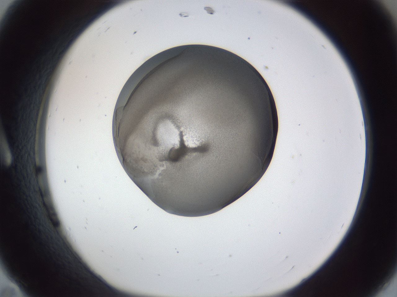 folderID165_plateID1165_batchID3067_wellNum11_profileID1_d1_r61107_ef.jpg