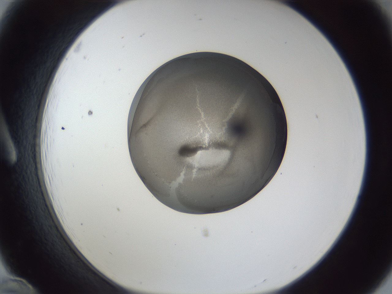 folderID165_plateID1165_batchID3067_wellNum12_profileID1_d1_r61109_ef.jpg