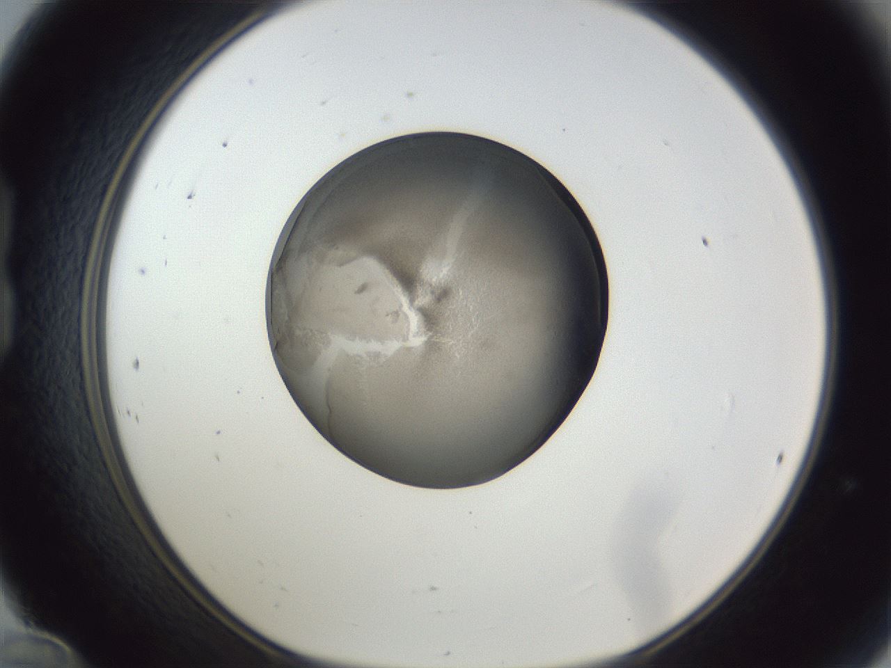folderID165_plateID1165_batchID3067_wellNum24_profileID1_d1_r61133_ef.jpg