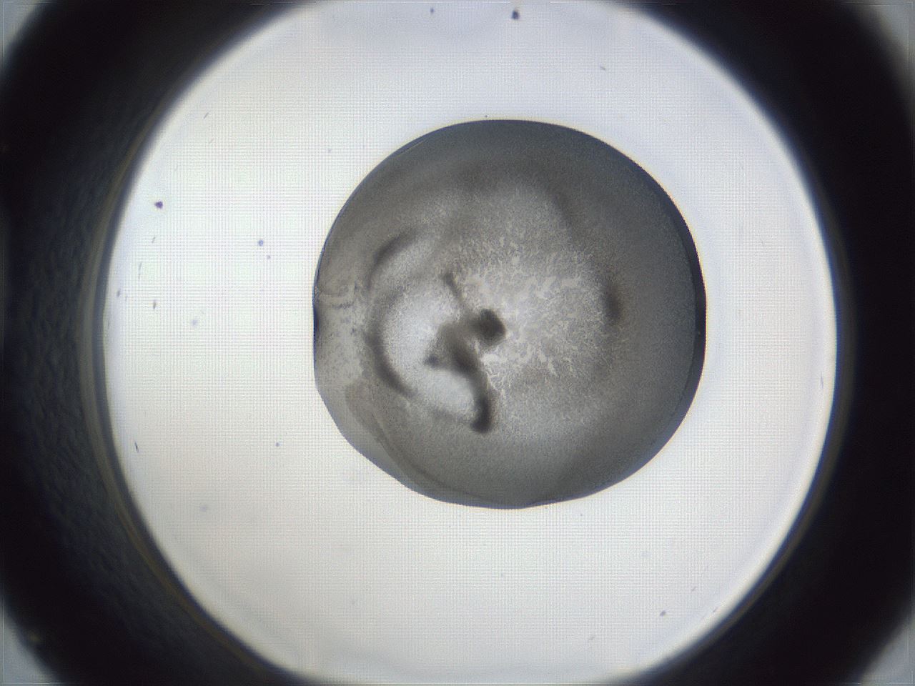 folderID165_plateID1165_batchID3067_wellNum45_profileID1_d1_r61175_ef.jpg
