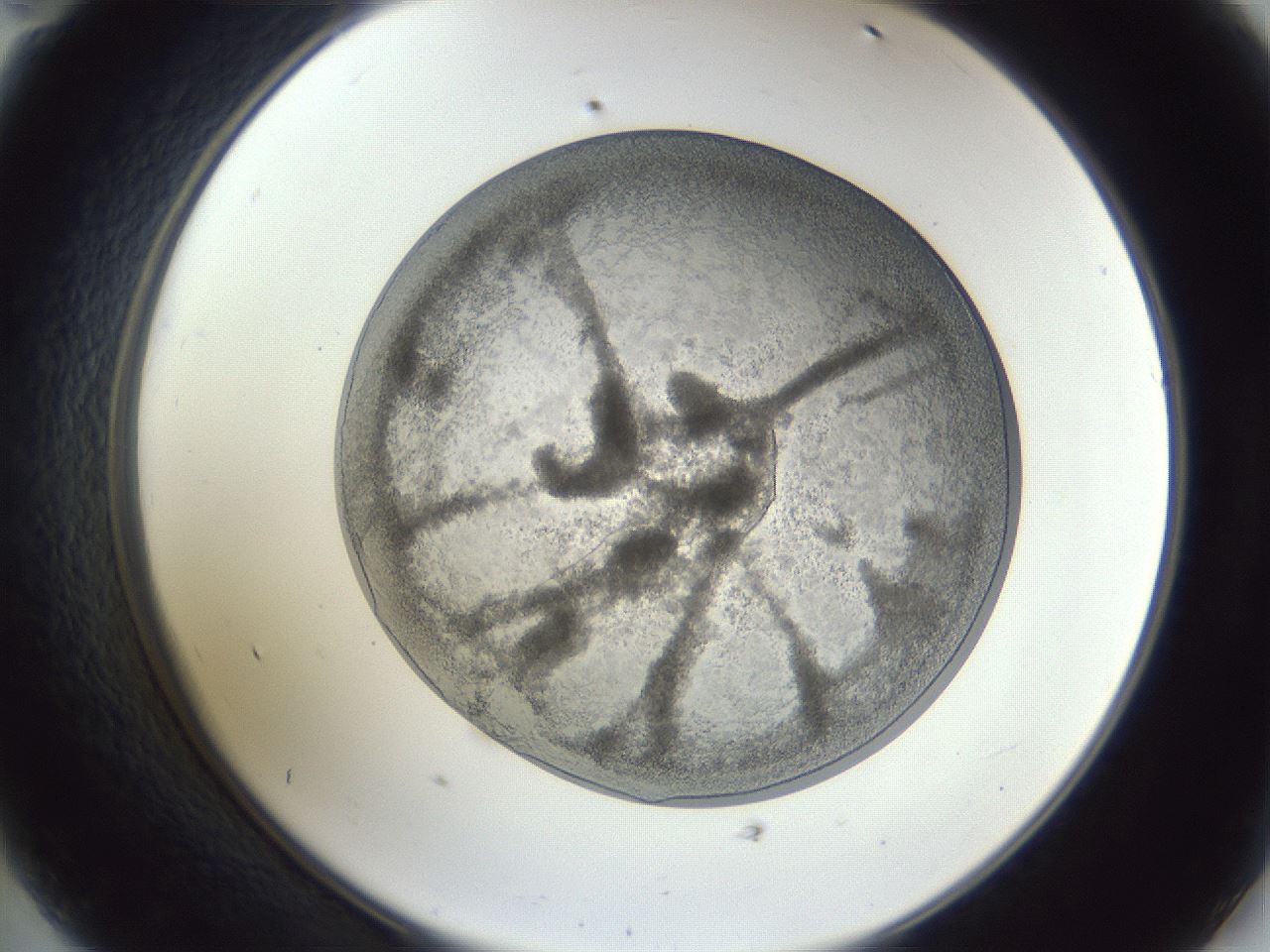 folderID165_plateID1165_batchID3067_wellNum47_profileID1_d2_r61180_ef.jpg