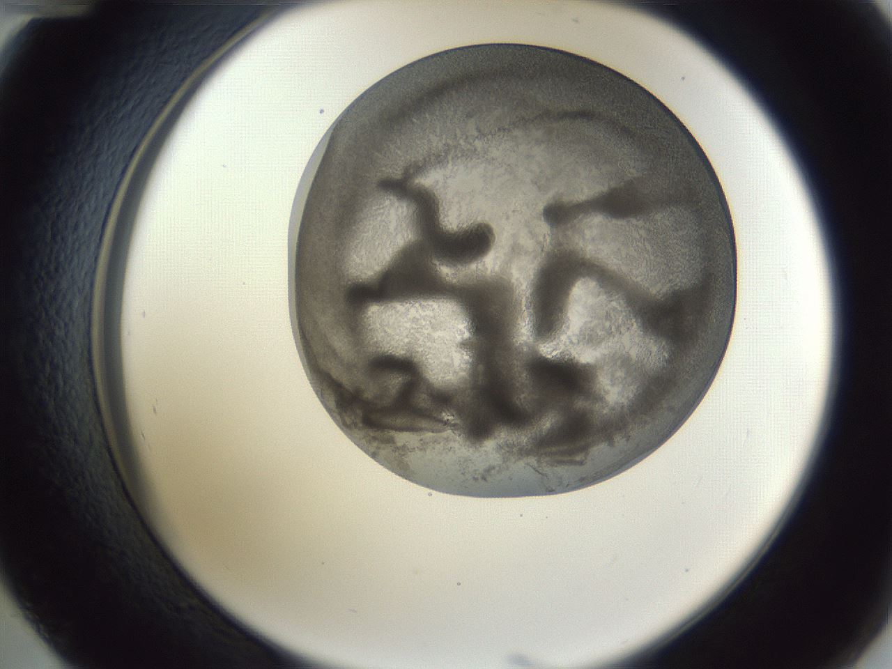 folderID165_plateID1165_batchID3067_wellNum48_profileID1_d2_r61182_ef.jpg
