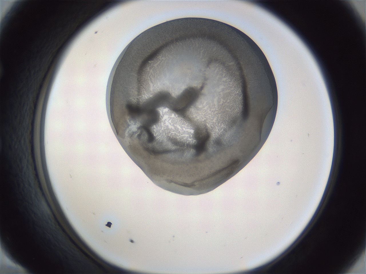 folderID165_plateID1165_batchID3067_wellNum58_profileID1_d1_r61201_ef.jpg