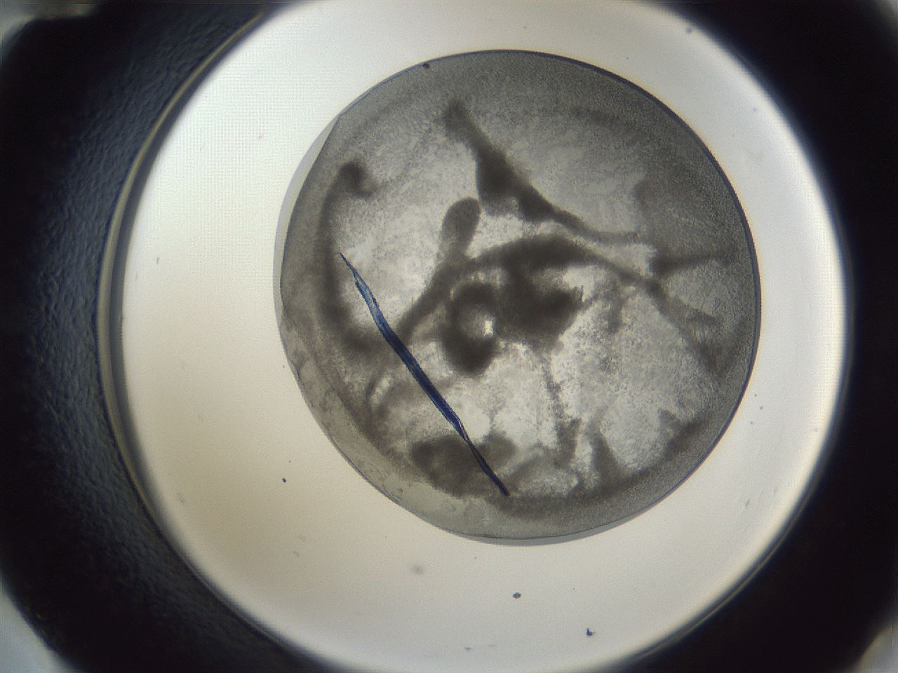 folderID165_plateID1165_batchID3067_wellNum60_profileID1_d2_r61206_ef.jpg