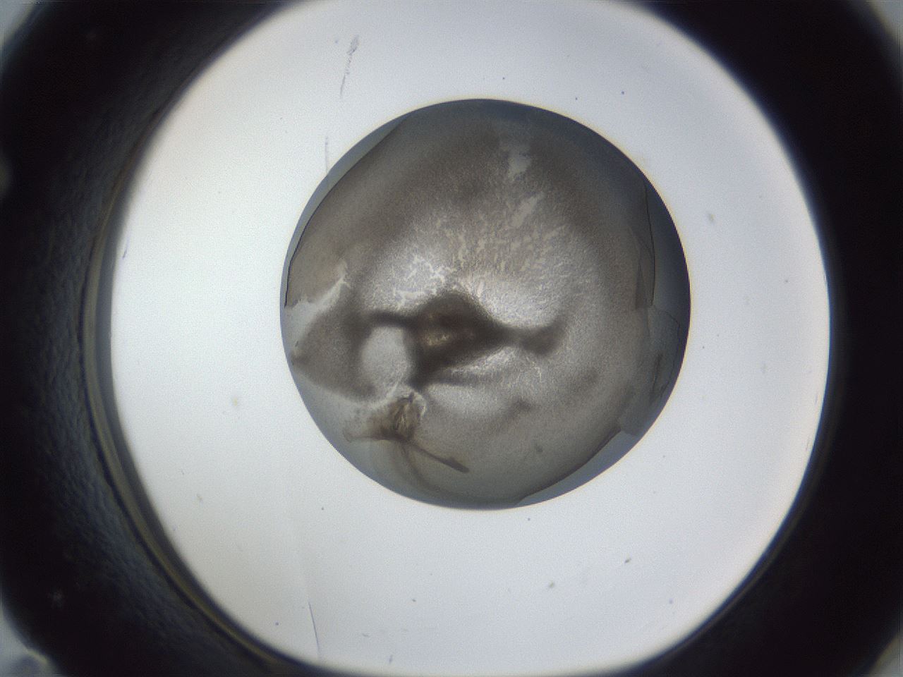 folderID165_plateID1165_batchID3067_wellNum71_profileID1_d1_r61227_ef.jpg