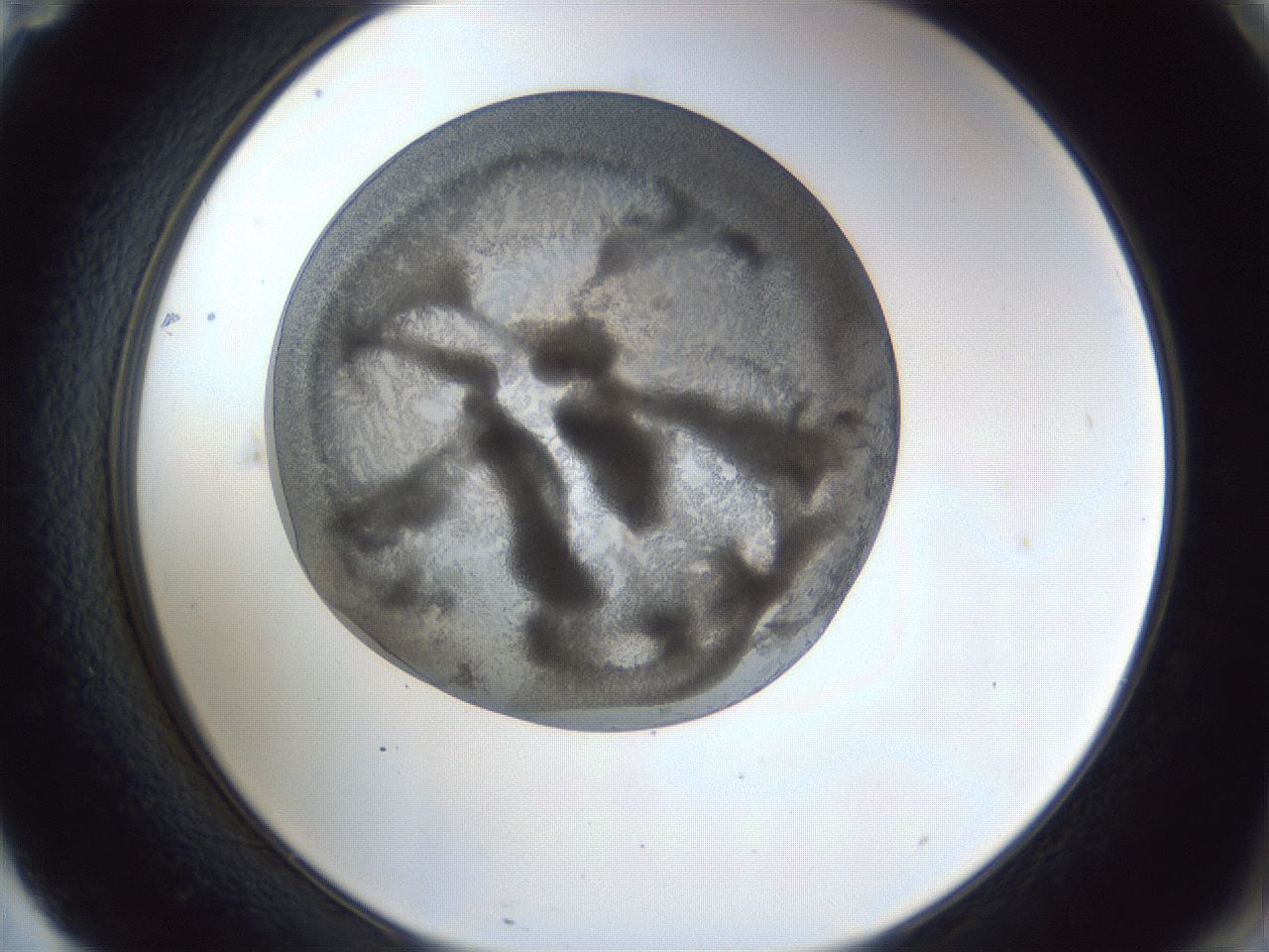 folderID165_plateID1165_batchID3067_wellNum71_profileID1_d2_r61228_ef.jpg