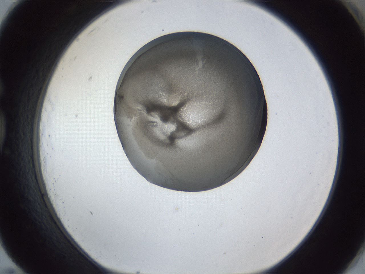 folderID165_plateID1165_batchID3067_wellNum83_profileID1_d1_r61251_ef.jpg
