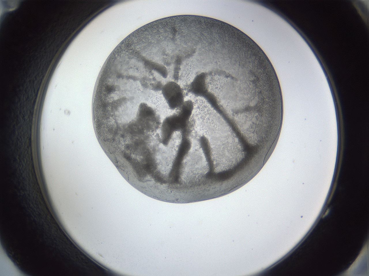folderID165_plateID1165_batchID3067_wellNum83_profileID1_d2_r61252_ef.jpg