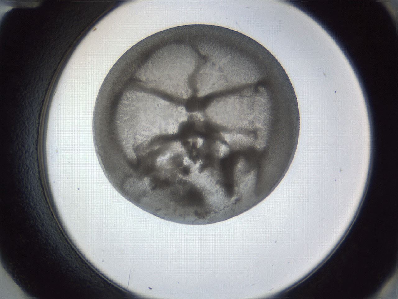 folderID165_plateID1165_batchID3067_wellNum84_profileID1_d2_r61254_ef.jpg