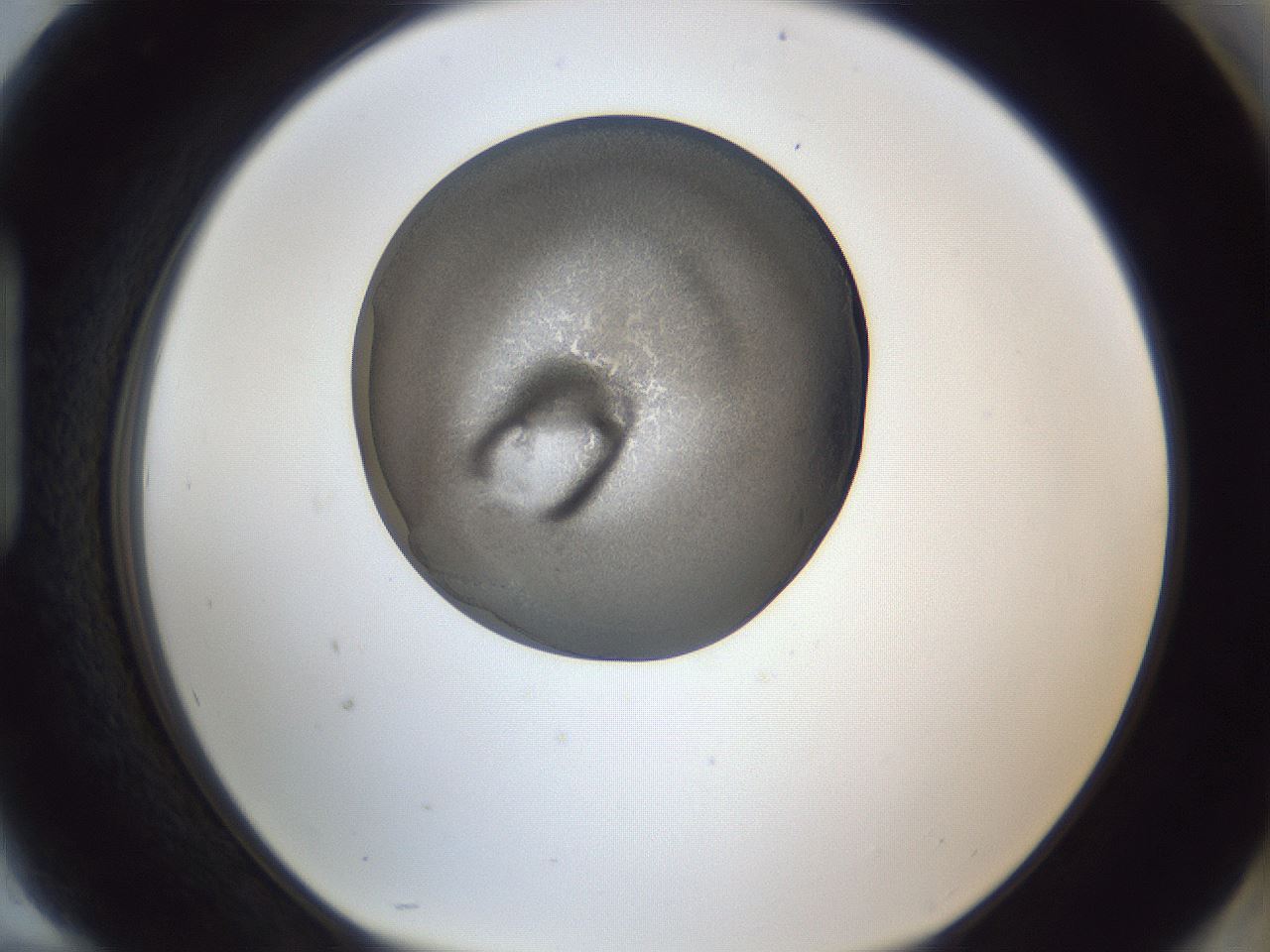 folderID165_plateID1165_batchID3067_wellNum94_profileID1_d1_r61273_ef.jpg