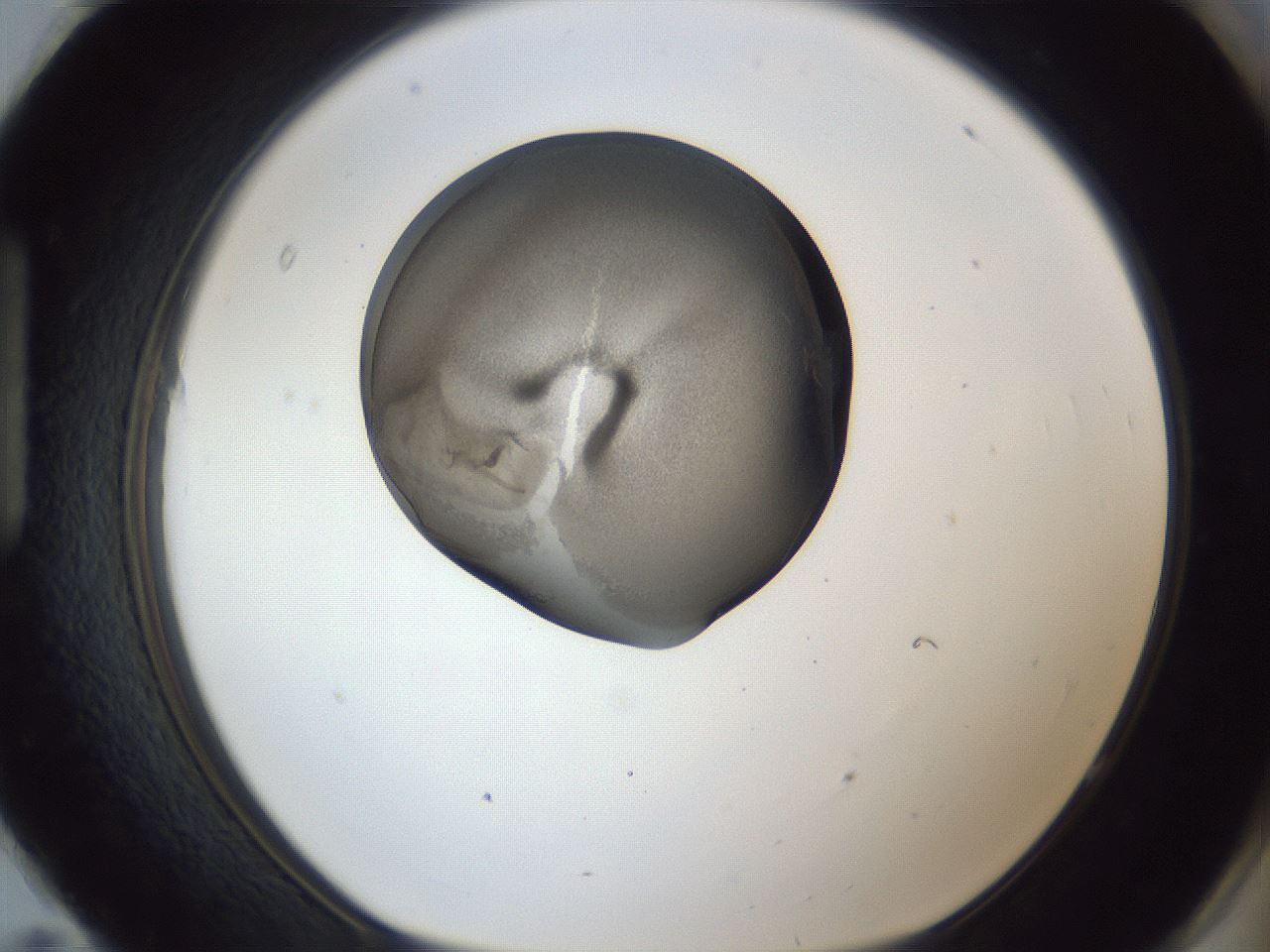 folderID165_plateID1165_batchID3067_wellNum95_profileID1_d1_r61275_ef.jpg