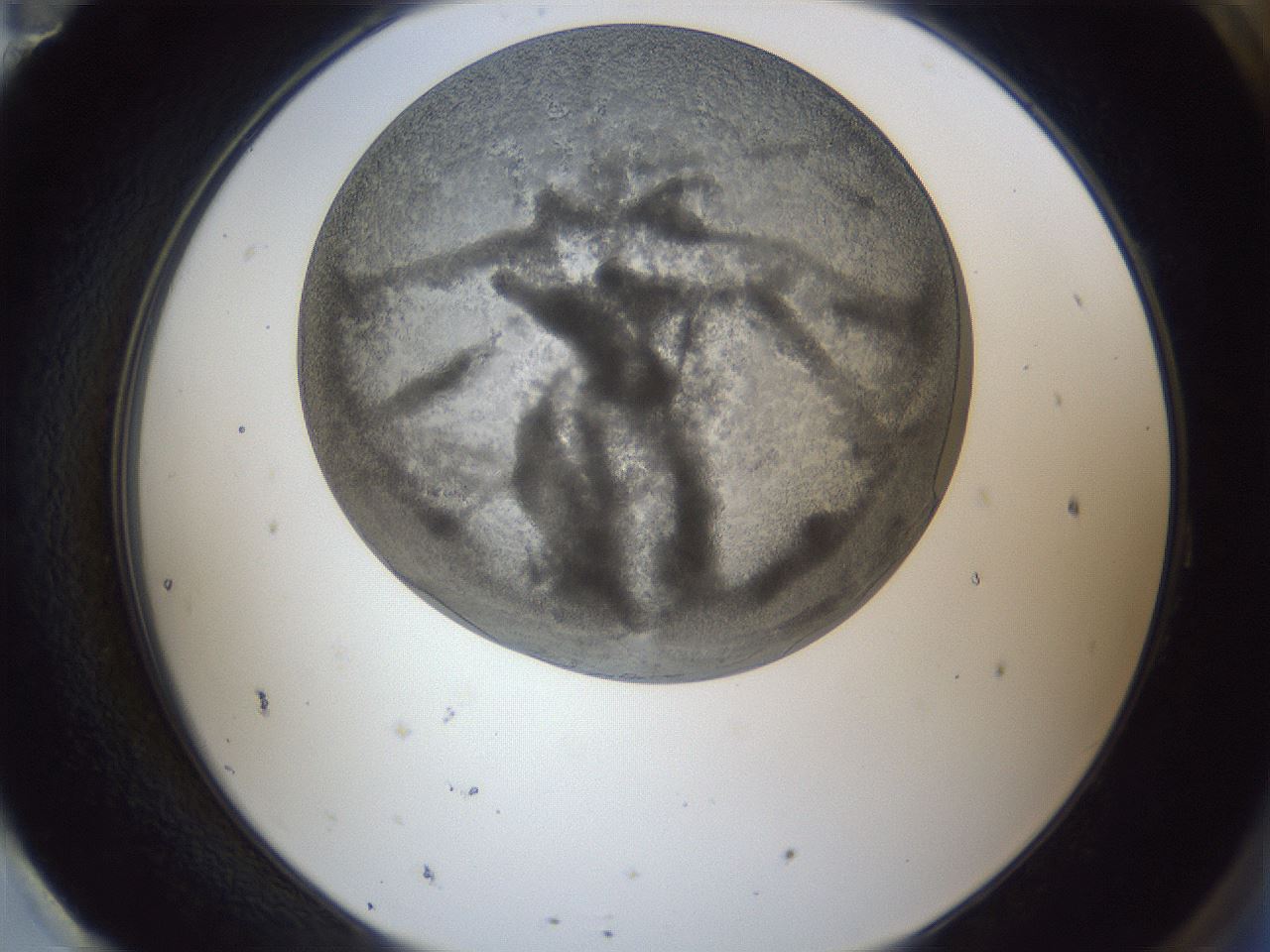 folderID165_plateID1165_batchID3067_wellNum95_profileID1_d2_r61276_ef.jpg