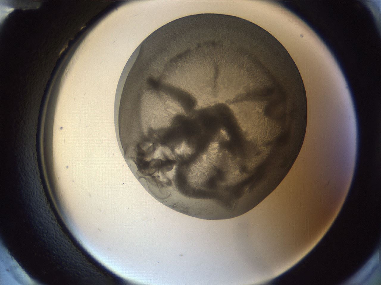 folderID165_plateID1165_batchID3067_wellNum96_profileID1_d2_r61278_ef.jpg