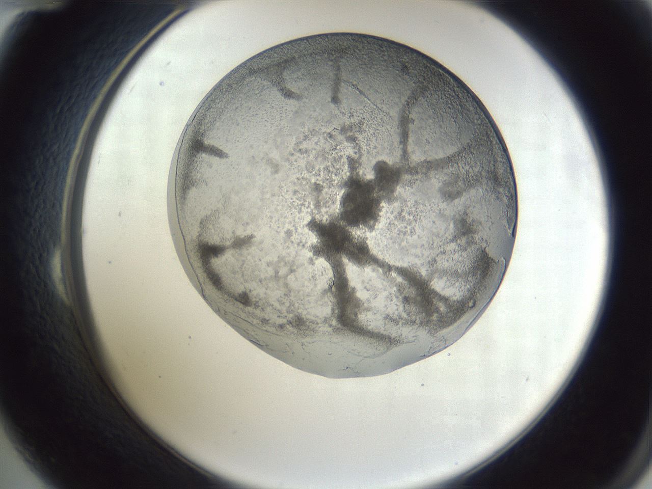 folderID165_plateID1165_batchID3120_wellNum24_profileID1_d2_r61134_ef.jpg