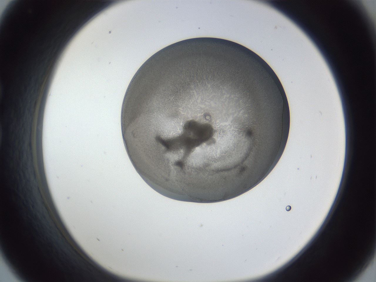 folderID165_plateID1165_batchID3120_wellNum33_profileID1_d1_r61151_ef.jpg