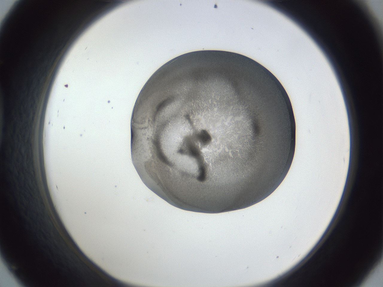 folderID165_plateID1165_batchID3120_wellNum45_profileID1_d1_r61175_ef.jpg