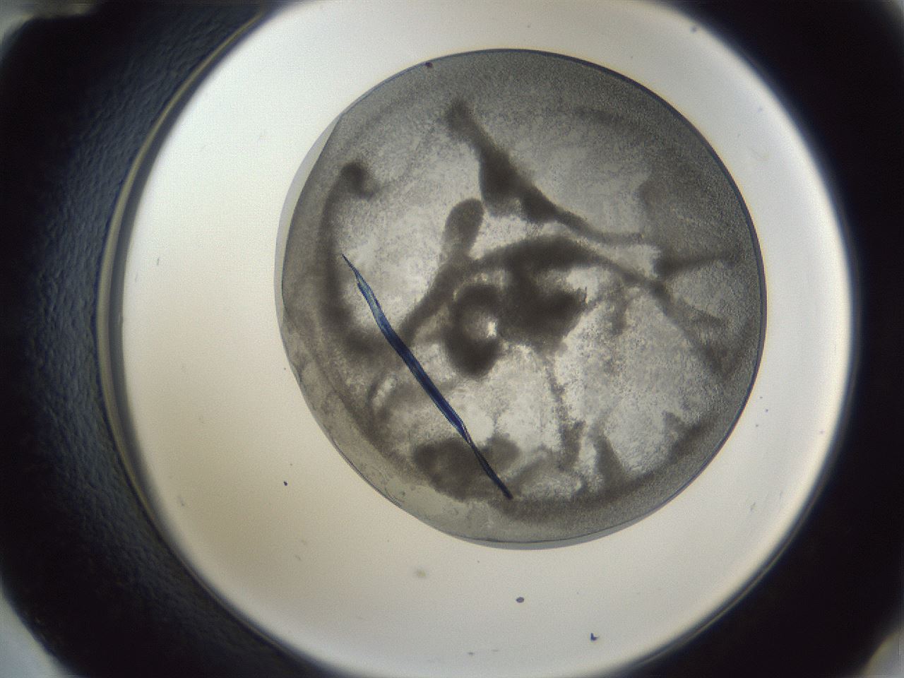 folderID165_plateID1165_batchID3120_wellNum60_profileID1_d2_r61206_ef.jpg