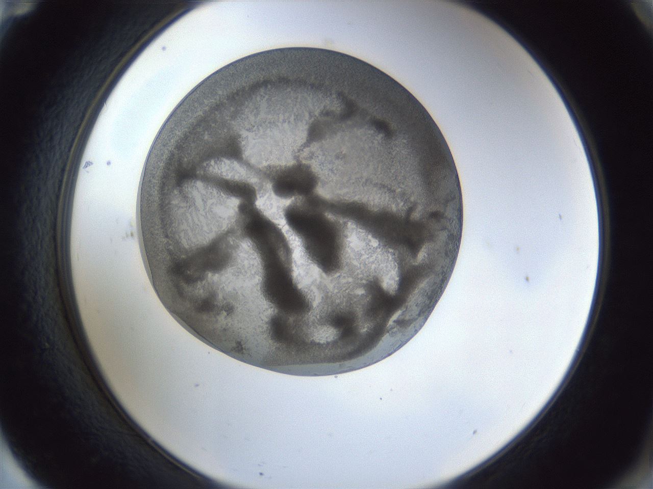 folderID165_plateID1165_batchID3120_wellNum71_profileID1_d2_r61228_ef.jpg