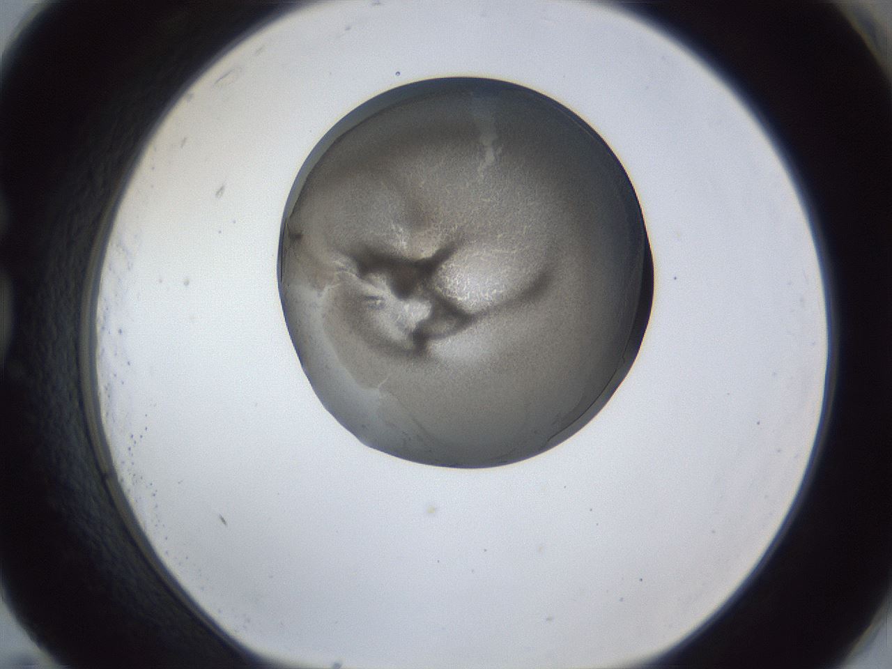 folderID165_plateID1165_batchID3120_wellNum83_profileID1_d1_r61251_ef.jpg