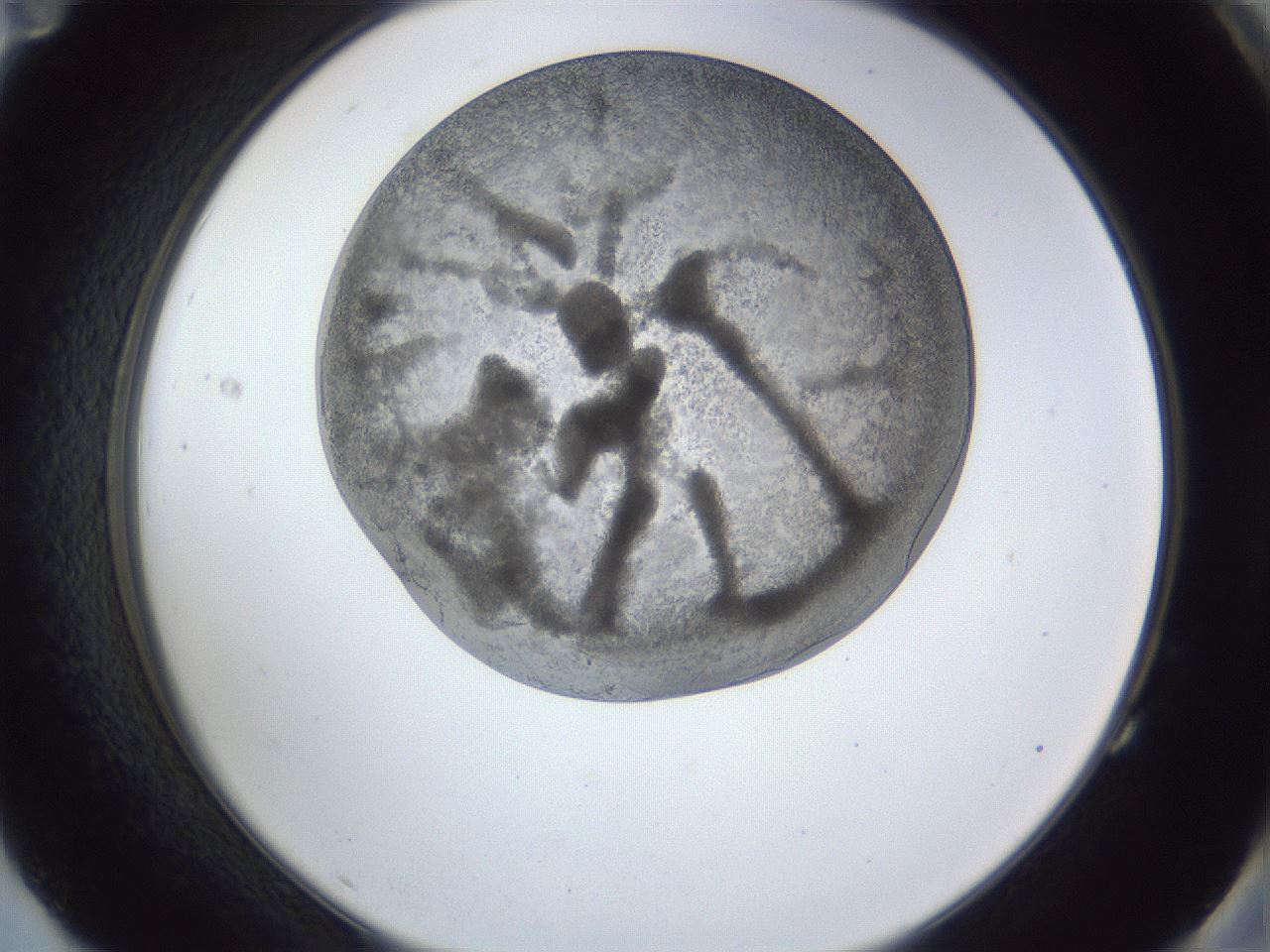 folderID165_plateID1165_batchID3120_wellNum83_profileID1_d2_r61252_ef.jpg