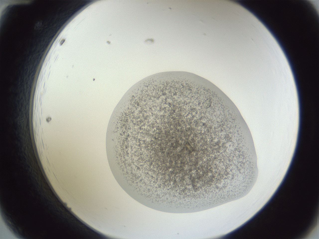 folderID252_plateID1252_batchID3997_wellNum12_profileID1_d2_r72485_ef.jpg