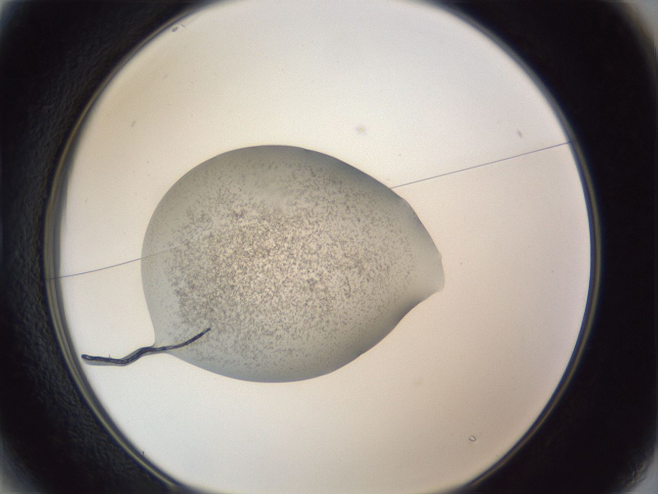 folderID252_plateID1252_batchID3997_wellNum13_profileID1_d1_r72486_ef.jpg