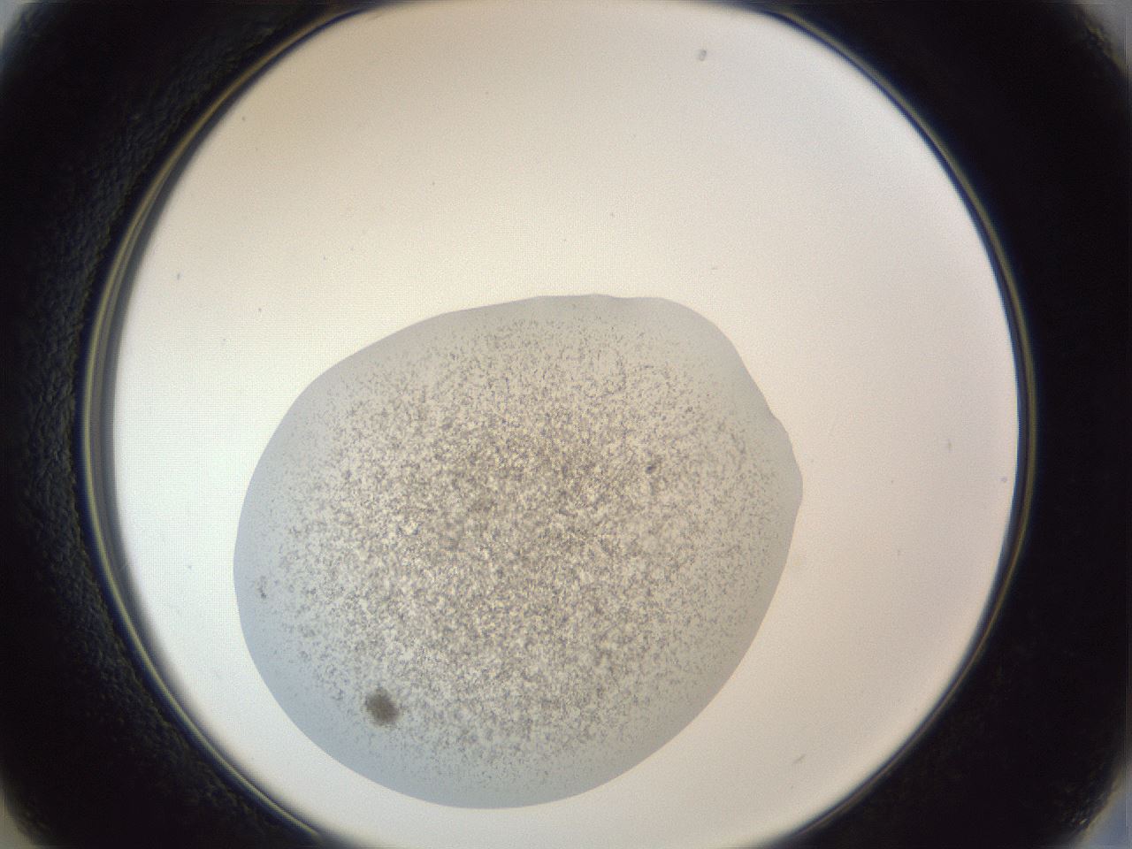 folderID252_plateID1252_batchID3997_wellNum13_profileID1_d2_r72487_ef.jpg