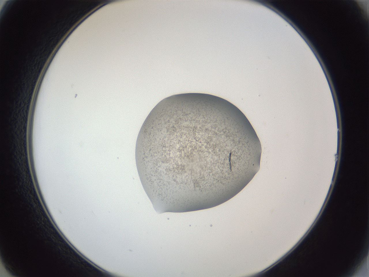 folderID252_plateID1252_batchID3997_wellNum14_profileID1_d2_r72489_ef.jpg