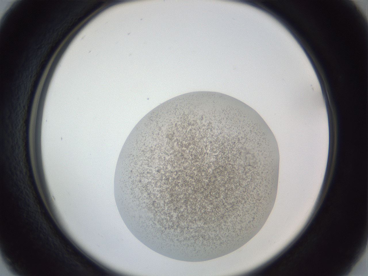 folderID252_plateID1252_batchID3997_wellNum16_profileID1_d2_r72493_ef.jpg