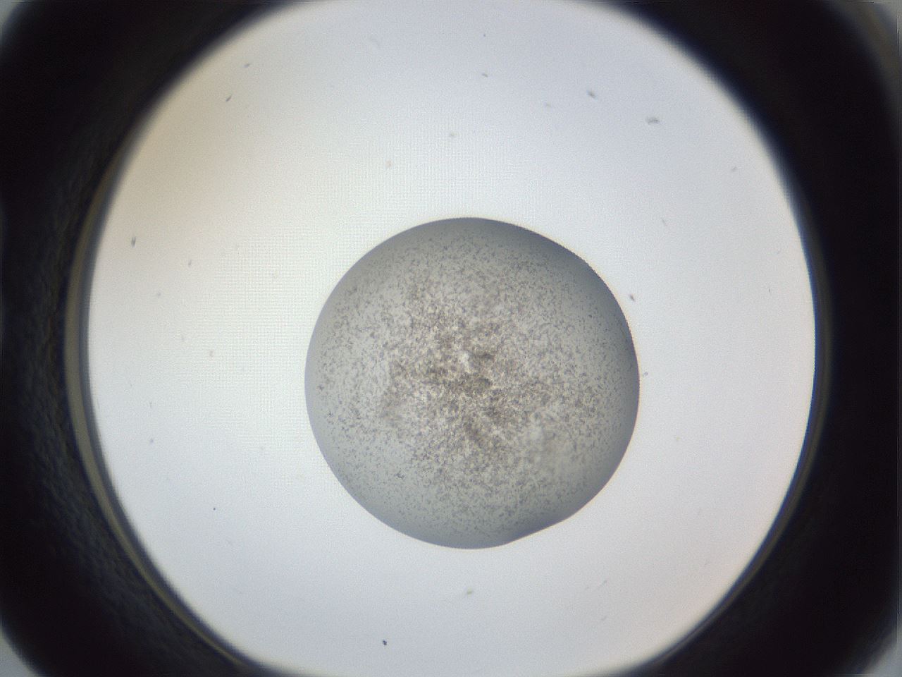 folderID252_plateID1252_batchID3997_wellNum17_profileID1_d1_r72494_ef.jpg