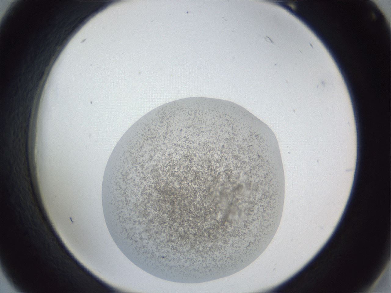 folderID252_plateID1252_batchID3997_wellNum18_profileID1_d2_r72497_ef.jpg