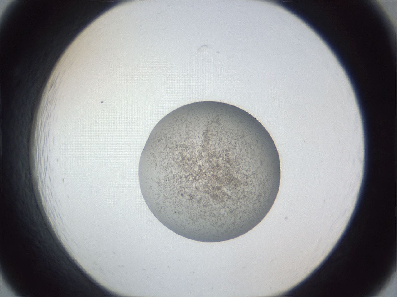 folderID252_plateID1252_batchID3997_wellNum19_profileID1_d1_r72498_ef.jpg