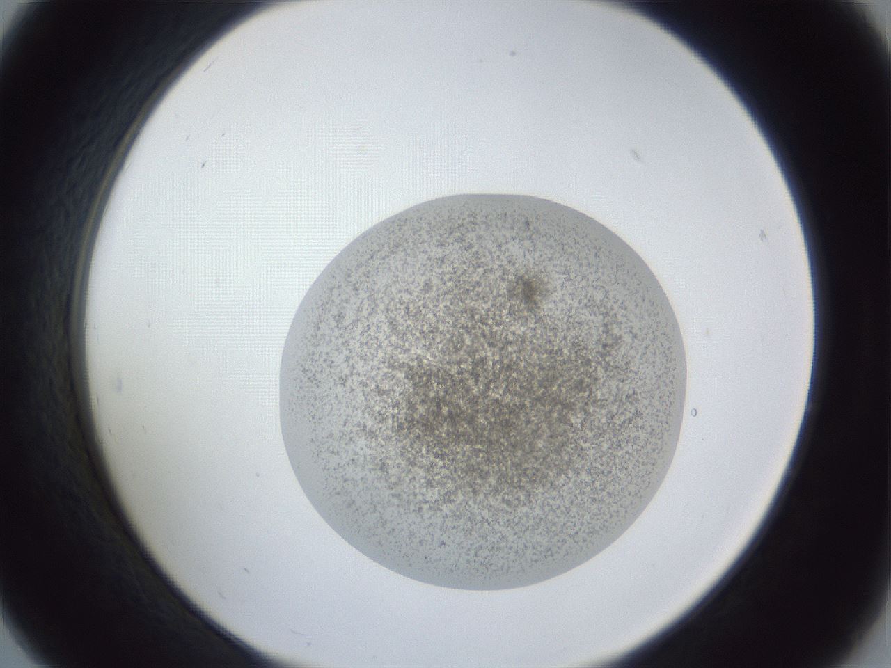 folderID252_plateID1252_batchID3997_wellNum19_profileID1_d2_r72499_ef.jpg